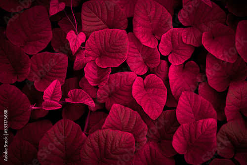 Red leaves for background or wallpaper and design. Red nature background	
