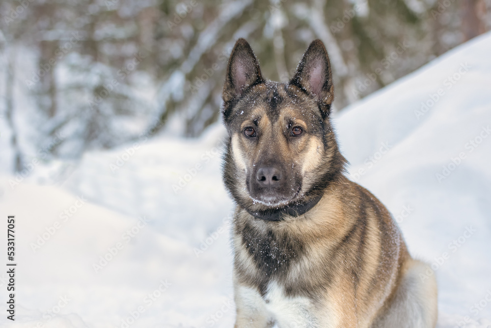 Naklejka premium Young east siberian laika walking in deep snow