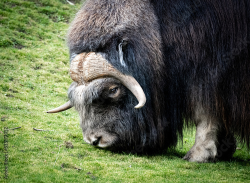 Closeup of massive musk ox grazing at Point Defiance Zoo