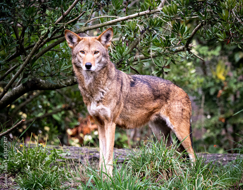 Beautiful red wolf standing at attention at Point Defiance Zoo