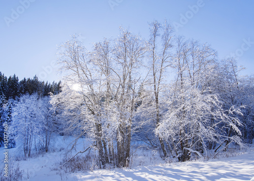 Gefrorener schneebedeckter Baum im Gegenlicht der Sonne im friedlichen Winterwald Berglandschaft Postkartenmotiv
