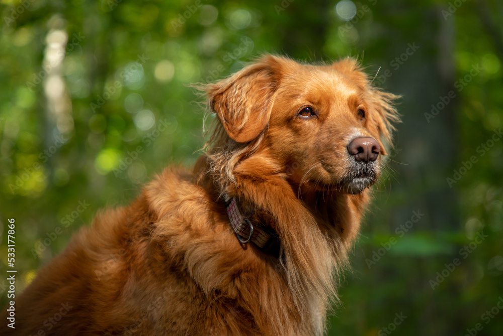 Novia scott duck tolling retriever