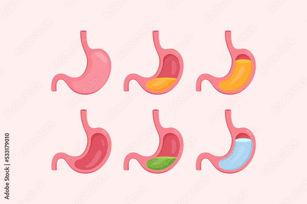 Obraz premium Empty and full stomach vector illustration