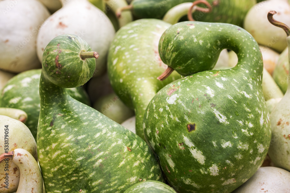 Kalebassen Zierkürbis Kalebassen Zierkürbis