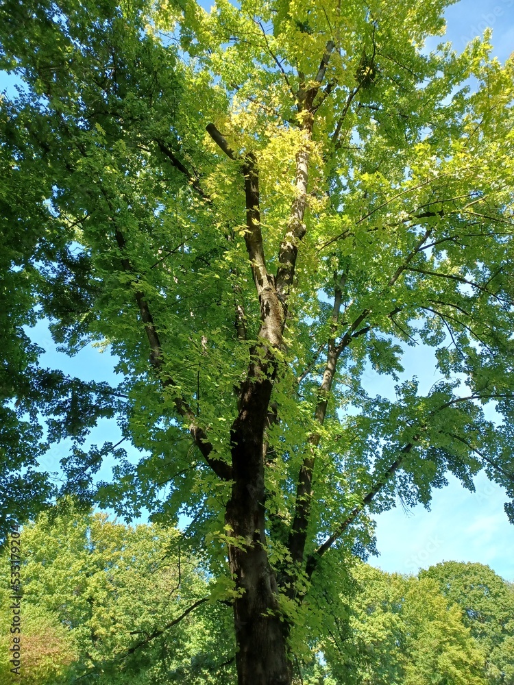Fototapeta premium Baum im Park