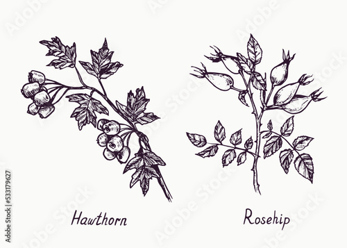 Hawthorn and Rose hip branch with berries and leaves, outline simple doodle drawing with inscription, gravure style