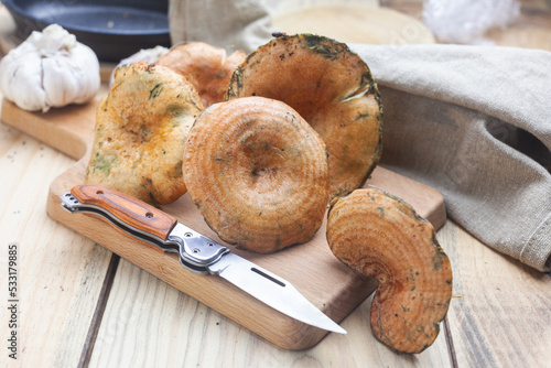 Robellón recolectado en un bosque. níscalos frescos sobre la mesa