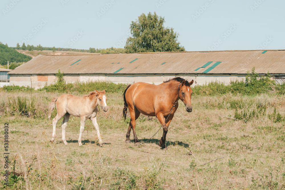 horse with his foal in free range on the farm. Mom and foal in the meadow horse with his foal in free range on the farm. Mom and foal in the meadow