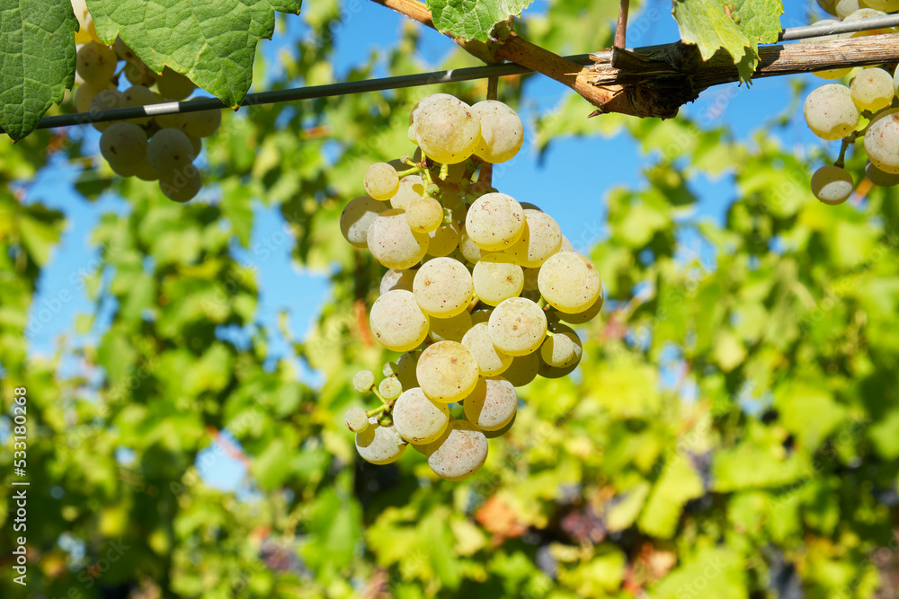 Fototapeta premium small bunch of white grapes on the background of a green vineyard on a sunny day
