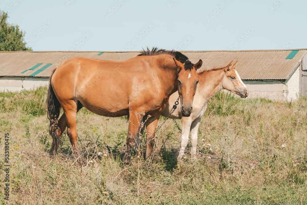 horse with his foal in free range on the farm. Mom and foal in the meadow horse with his foal in free range on the farm. Mom and foal in the meadow