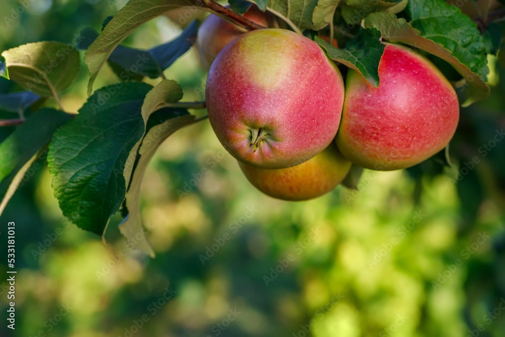 closeup of ripe red apples on branch in garden closeup of ripe red apples on branch in garden