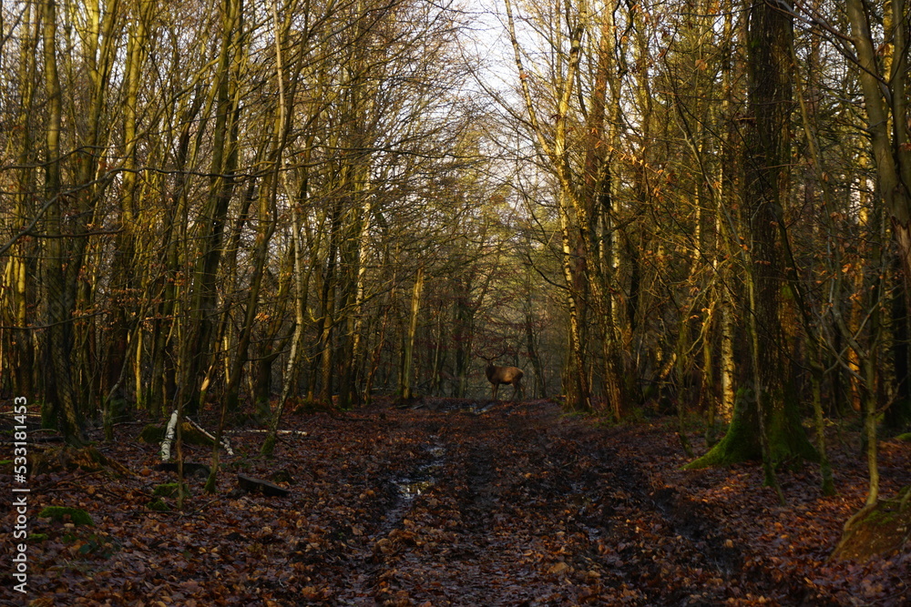 Obraz premium path in the woods