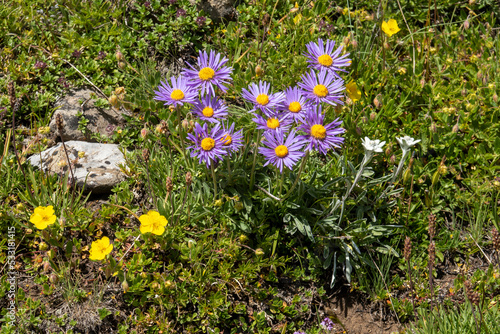 Alpenaster - Aster alpinus