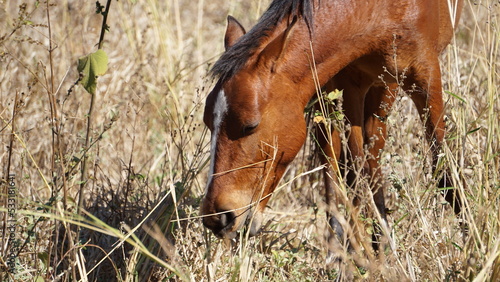horse in the meadow