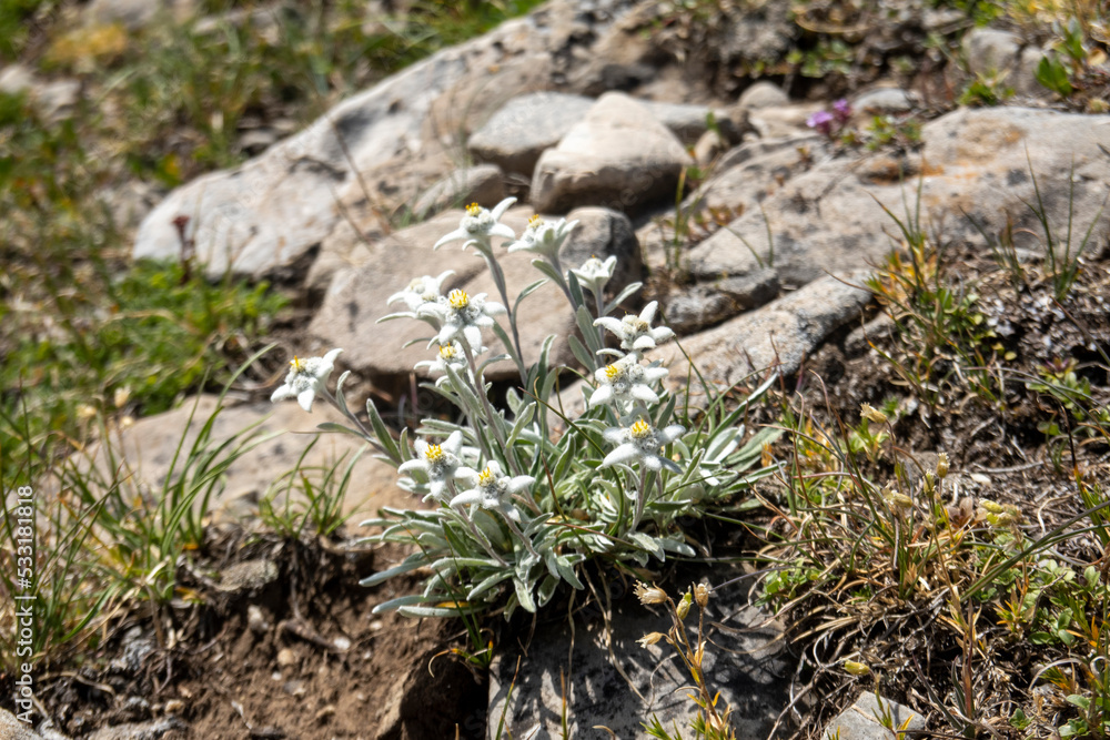 Alpen-Edelweiss - Leontopodium nivale Alpen-Edelweiss - Leontopodium nivale