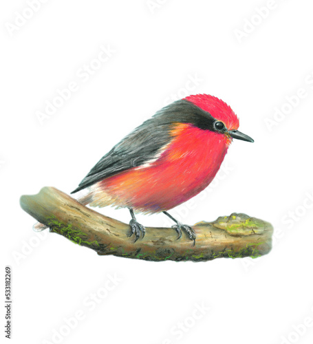 ruby red tyrant flycatcher bird illustration pastel drawing