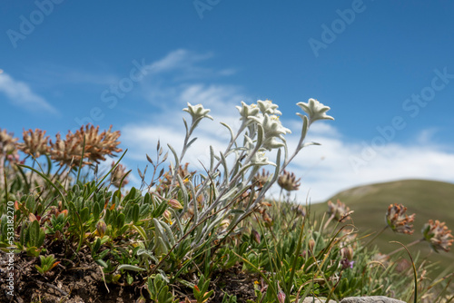Alpen-Edelweiss - Leontopodium nivale photo
