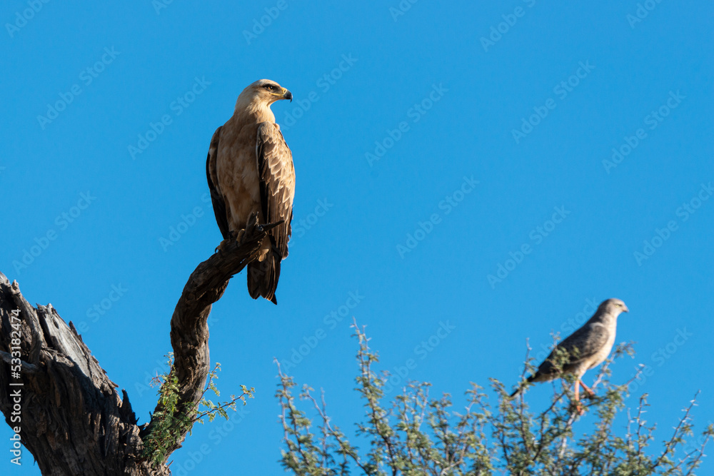 Aigle de Wahlberg,.Hieraaetus wahlbergi, Wahlberg's Eagle, Autour chanteur, .Melierax canorus, Pale Chanting Goshawk