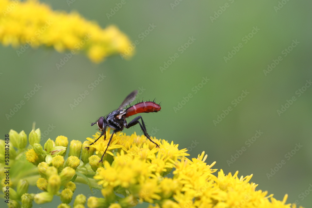 cylindromyia fly sitting on a flowering goldenrod cylindromyia fly sitting on a flowering goldenrod