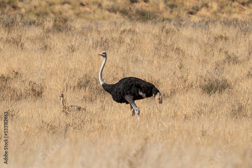 Autruche d'Afrique, Male, jeune,.Struthio camelus, Common Ostrich, Désert du Kalahari, Afrique du Sud
