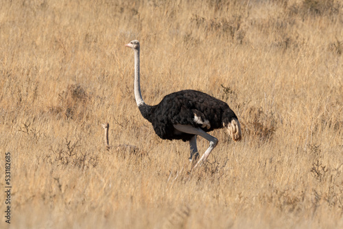 Autruche d'Afrique, Male, jeune,.Struthio camelus, Common Ostrich, Désert du Kalahari, Afrique du Sud