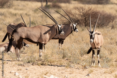 oryx gazelle, gemsbok, Oryx gazella, Parc national Kalahari, Afrique du Sud photo