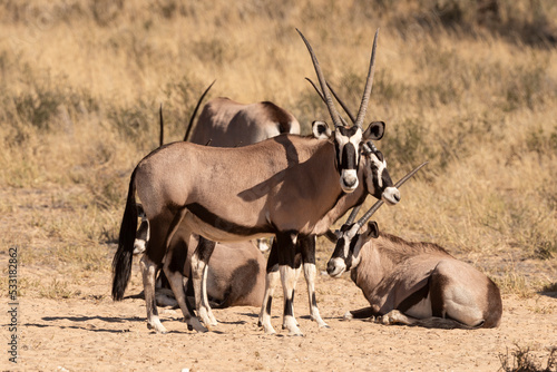 oryx gazelle, gemsbok, Oryx gazella, Parc national Kalahari, Afrique du Sud