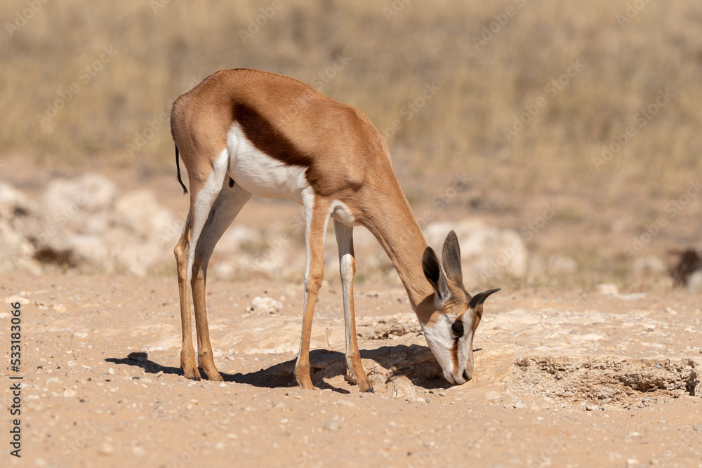Springbok, Antidorcas marsupialis, Afrique du Sud Springbok, Antidorcas marsupialis, Afrique du Sud
