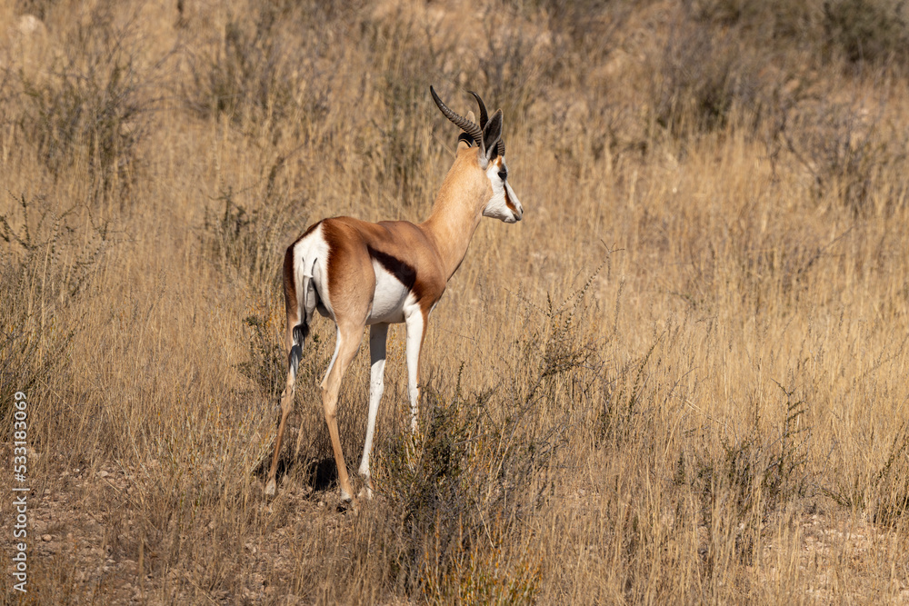Springbok, Antidorcas marsupialis, Afrique du Sud Springbok, Antidorcas marsupialis, Afrique du Sud