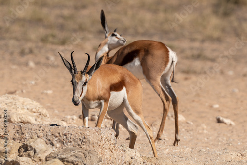 Springbok, Antidorcas marsupialis, Afrique du Sud