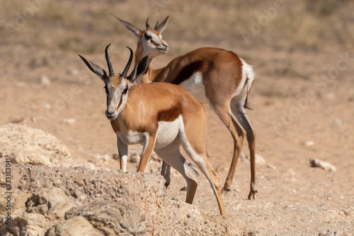 Springbok  Antidorcas marsupialis  Afrique du Sud