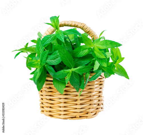 Fresh green mint leaves bouquet in a small wicker basket on a white background. Closeup of a bunch of spices plant, herb for medicine and cosmetology and health.