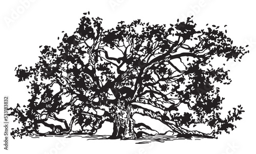 Live oak tree silhouette vector