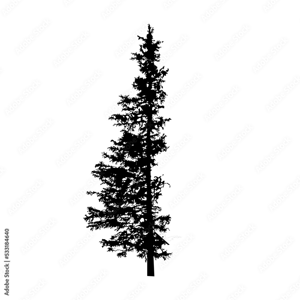 silhouette of spruce tree - vector illustration