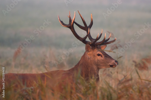 deer stag