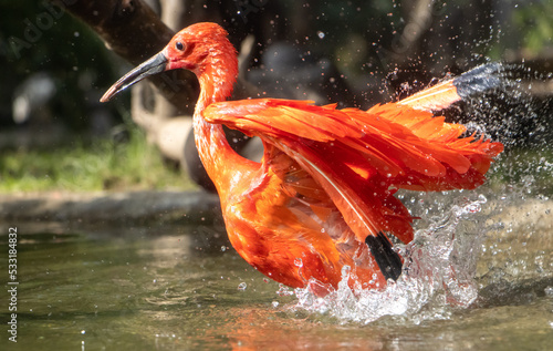 The scarlet ibis (Eudocimus ruber) in water photo