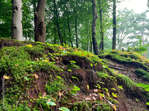 Beautiful green moss and wild plants growing in forest