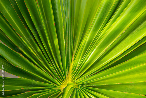 Green sugar palm leaf with sunlight for background