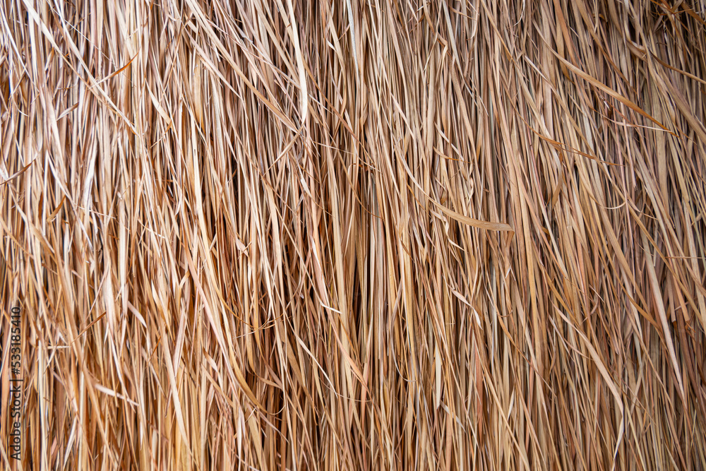 Golden dry grass lines for background and texture .Thatched with leaves grass roof or wall. Golden dry grass lines for background and texture .Thatched with leaves grass roof or wall.