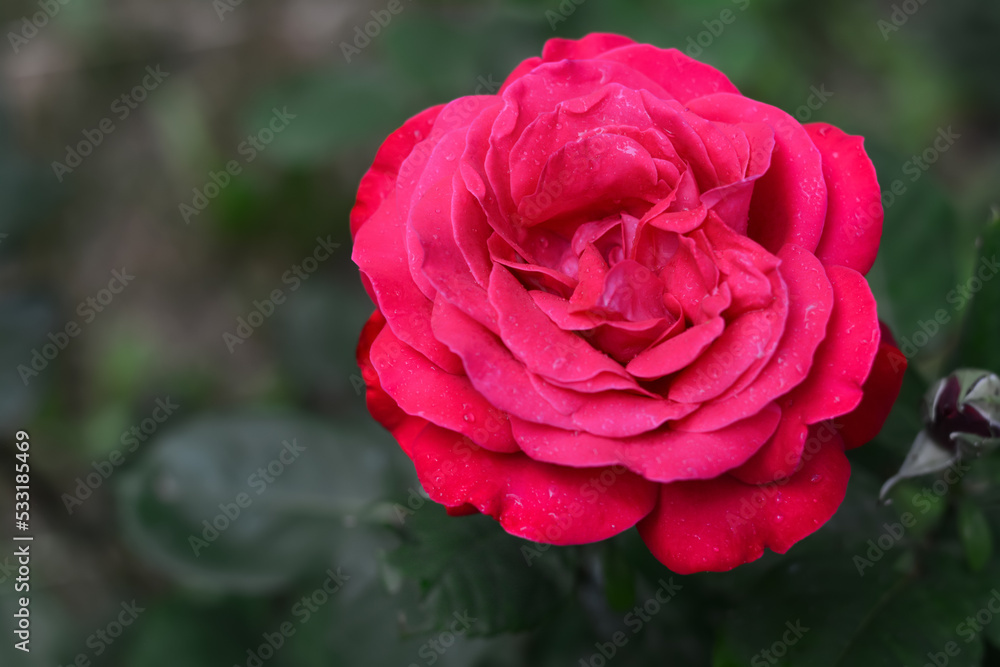 Beautiful pink rose flower blooming outdoors, closeup Beautiful pink rose flower blooming outdoors, closeup