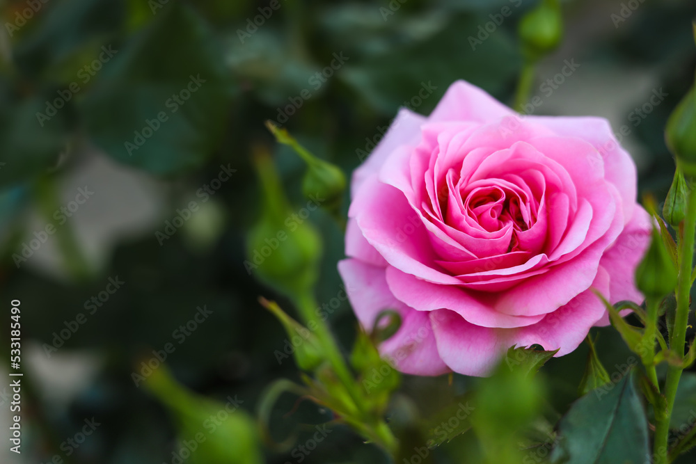 Beautiful blooming pink rose on bush outdoors, closeup. Space for text Beautiful blooming pink rose on bush outdoors, closeup. Space for text