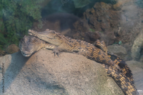 two crocodiles behind the glass