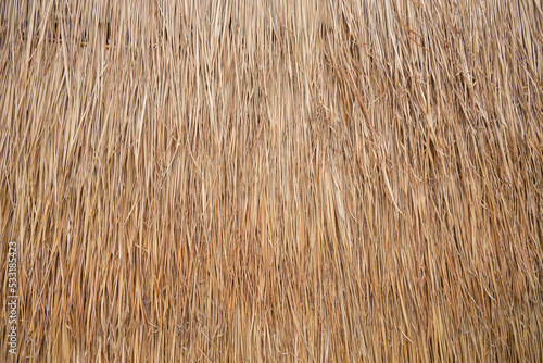Golden dry grass lines for background and texture .Thatched with leaves grass roof or wall.