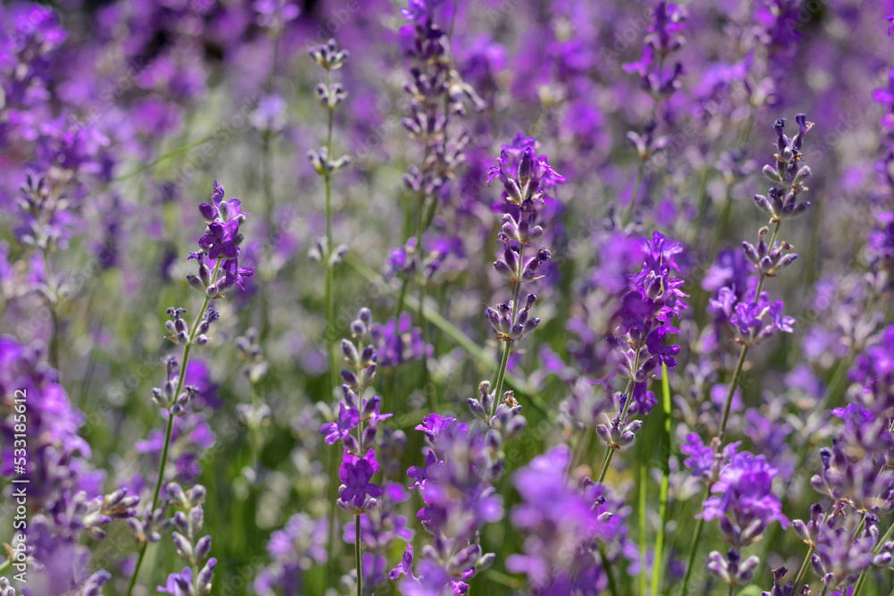 Bee on beautiful blooming lavender in field, closeup Bee on beautiful blooming lavender in field, closeup