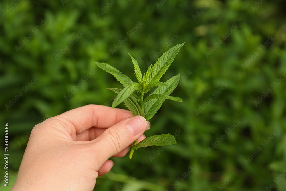 Woman holding fresh green mint outdoors, closeup Woman holding fresh green mint outdoors, closeup
