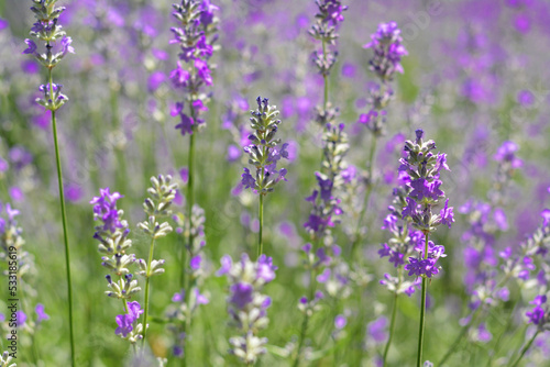 Beautiful blooming lavender plants in field on summer day, closeup