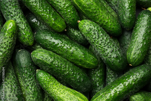 Fresh whole ripe cucumbers as background  top view