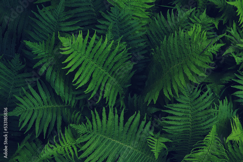 Beautiful fern with lush green leaves growing outdoors