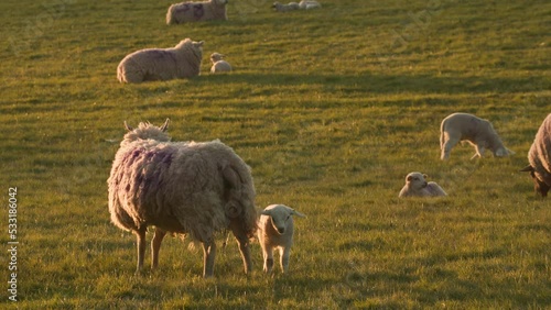 4K video clip mother sheep and baby lambs in a field on a farm in evening sunlight photo