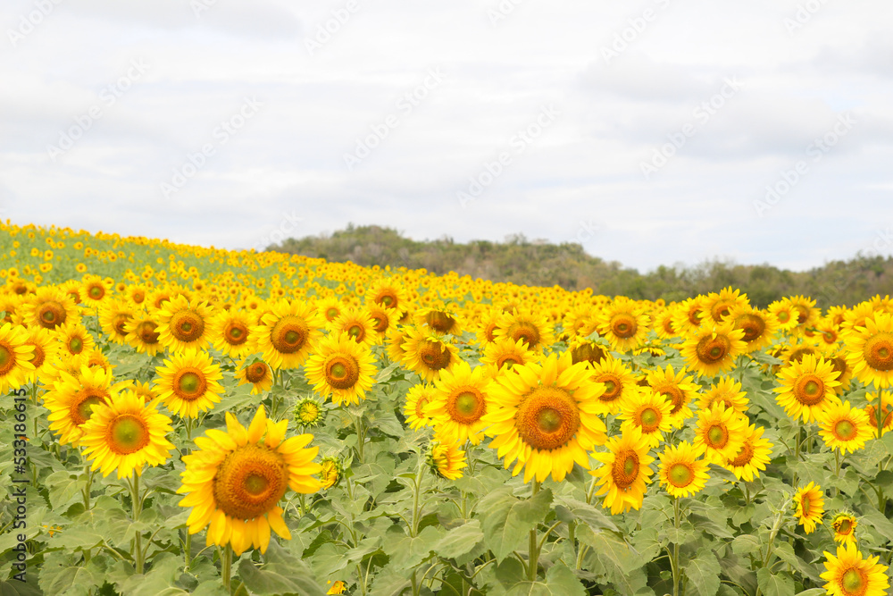 Sunflower field with mountain in natural background